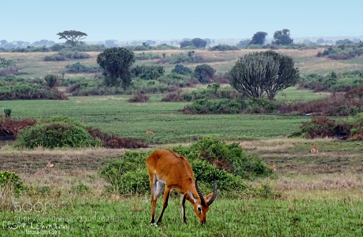 Sony Cyber-shot DSC-HX400V sample photo. Ugandan kob photography