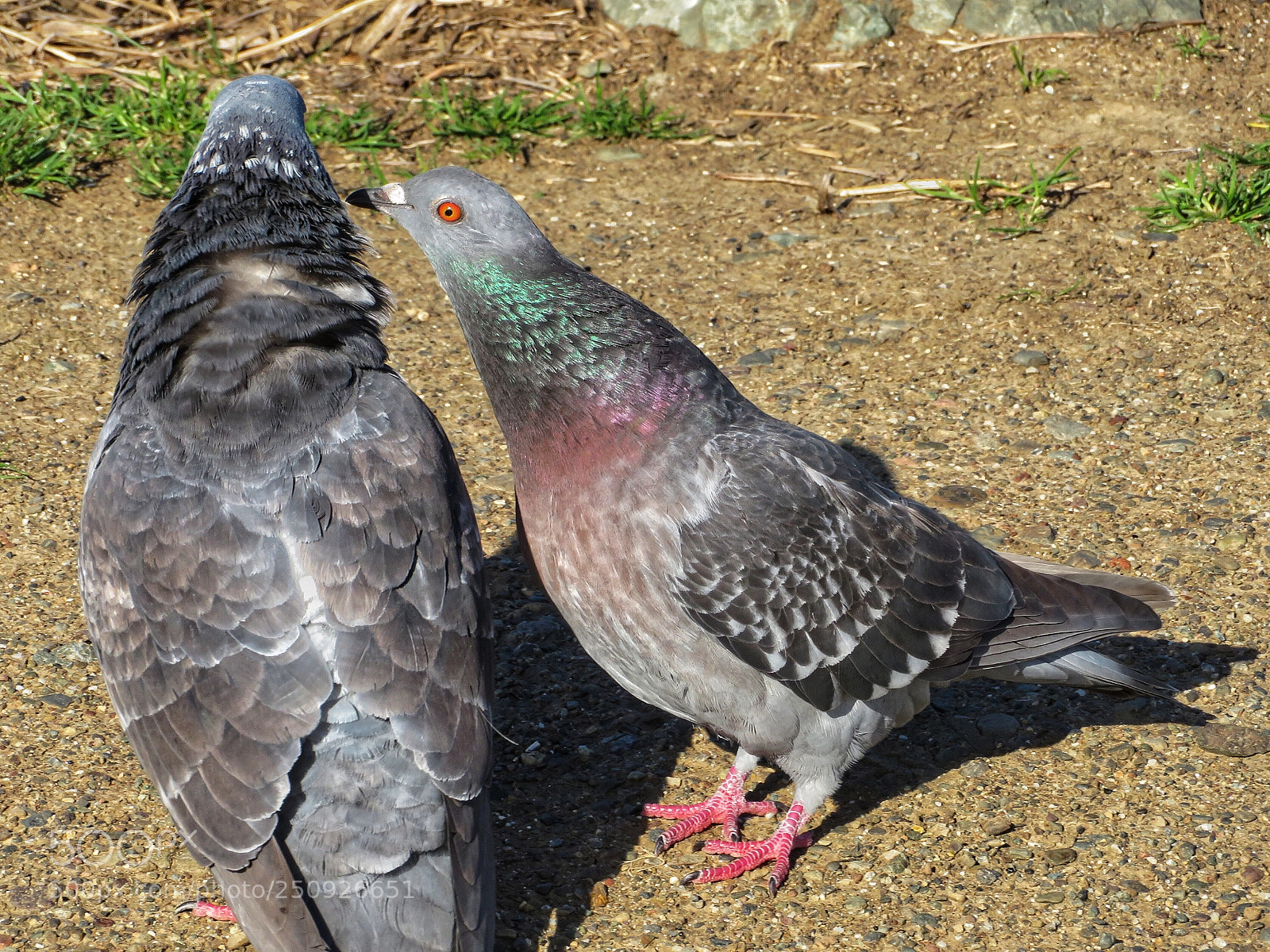 Canon PowerShot SX720 HS sample photo. The kiss photography