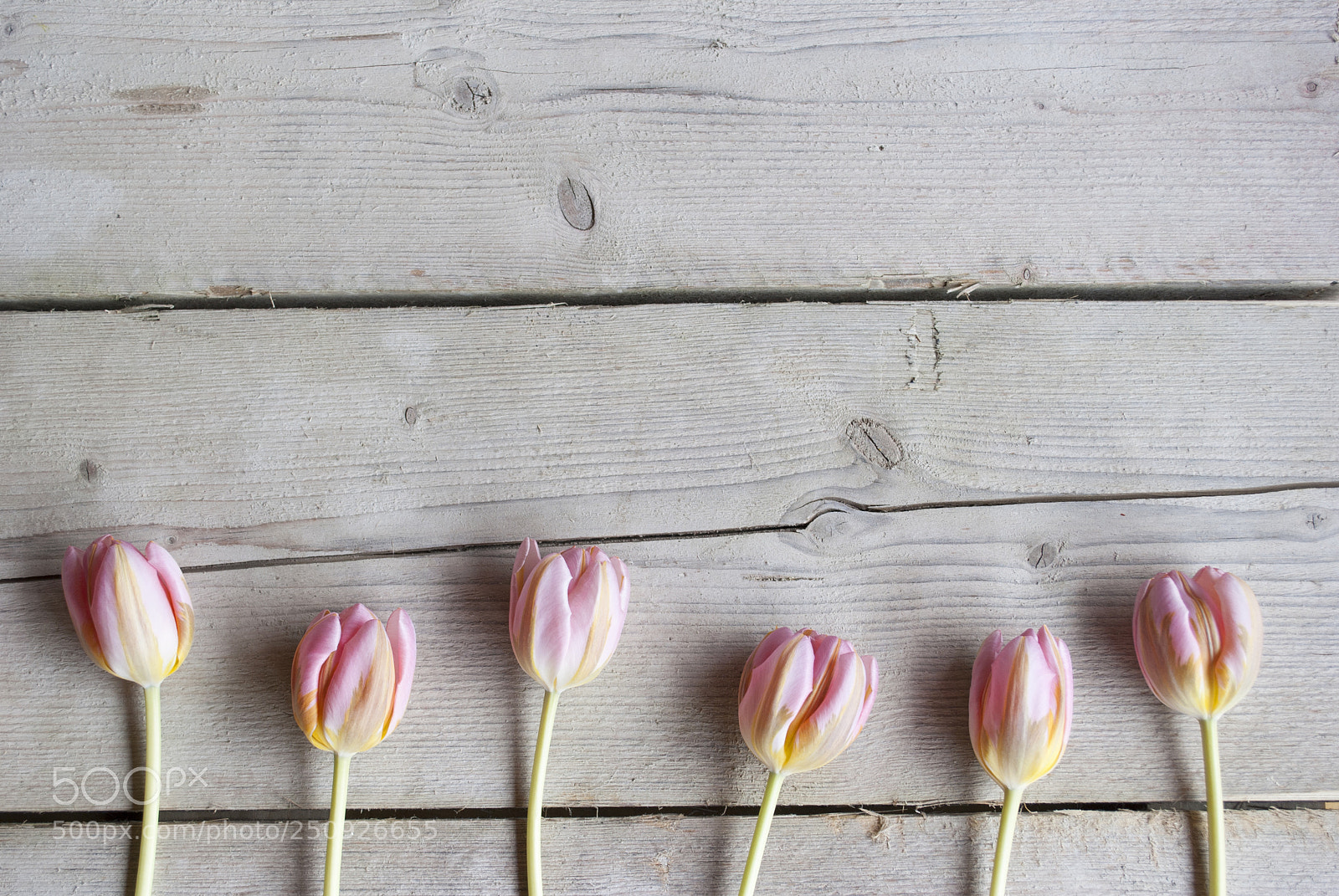 Nikon D3000 sample photo. Pink dutch blooming tulips photography