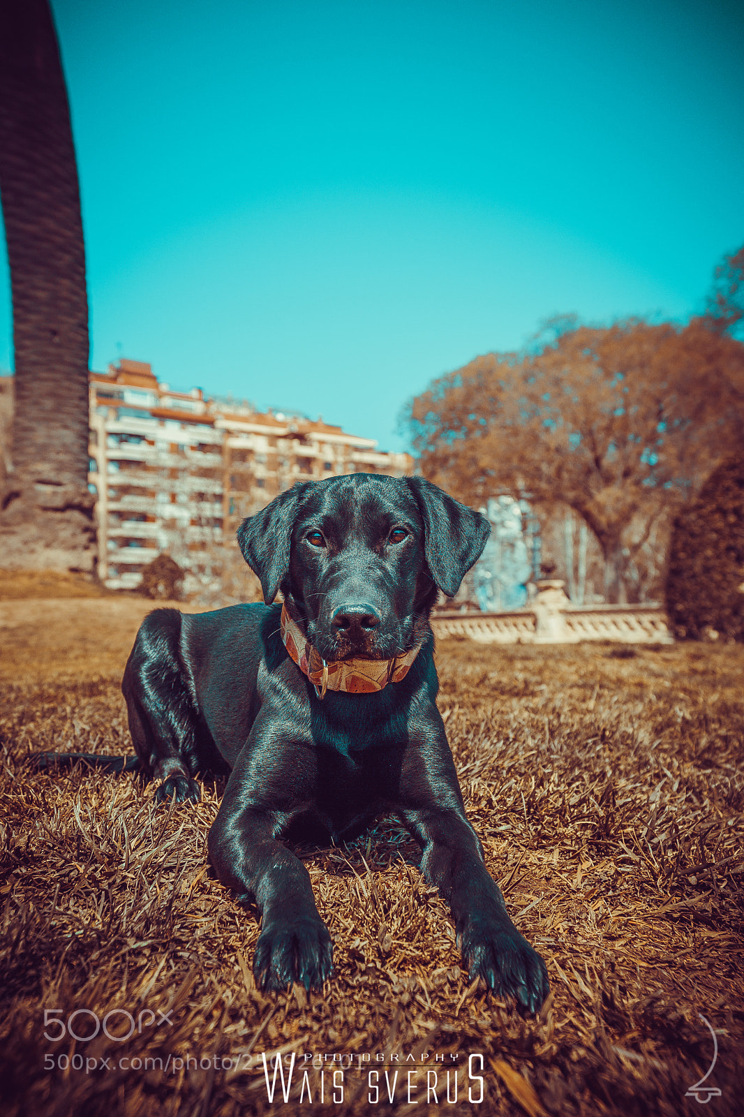 Sony a6000 sample photo. Meet greta photography