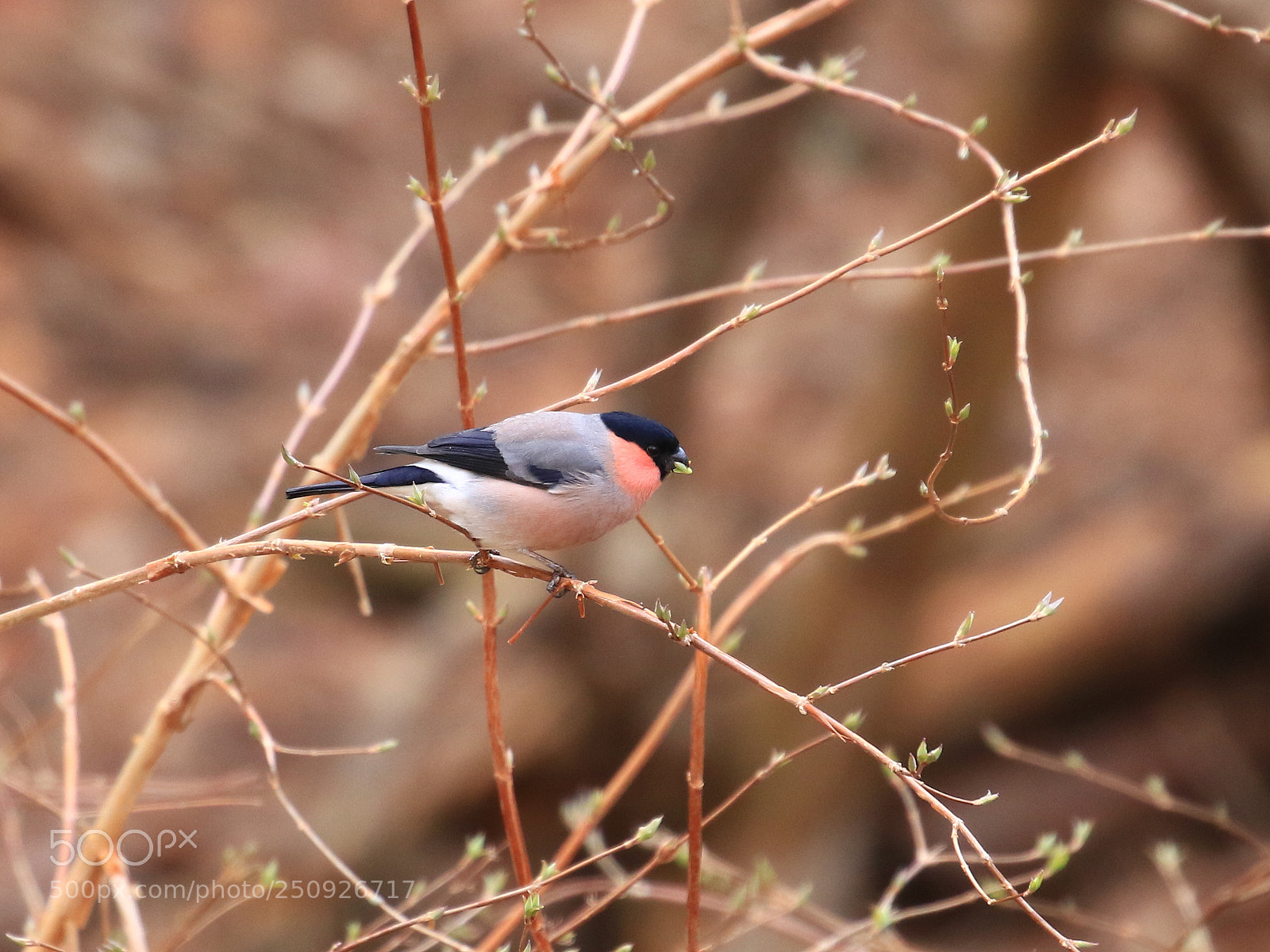 Canon EOS 7D Mark II sample photo. Eurasian bullfinch ♂ アカウソ photography