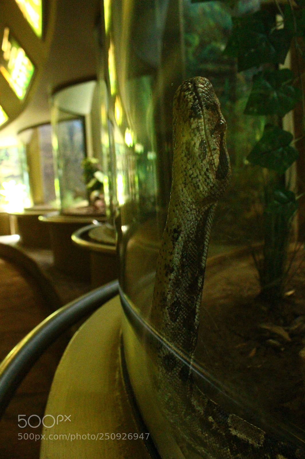 Canon EOS 700D (EOS Rebel T5i / EOS Kiss X7i) sample photo. Sorpresa photography