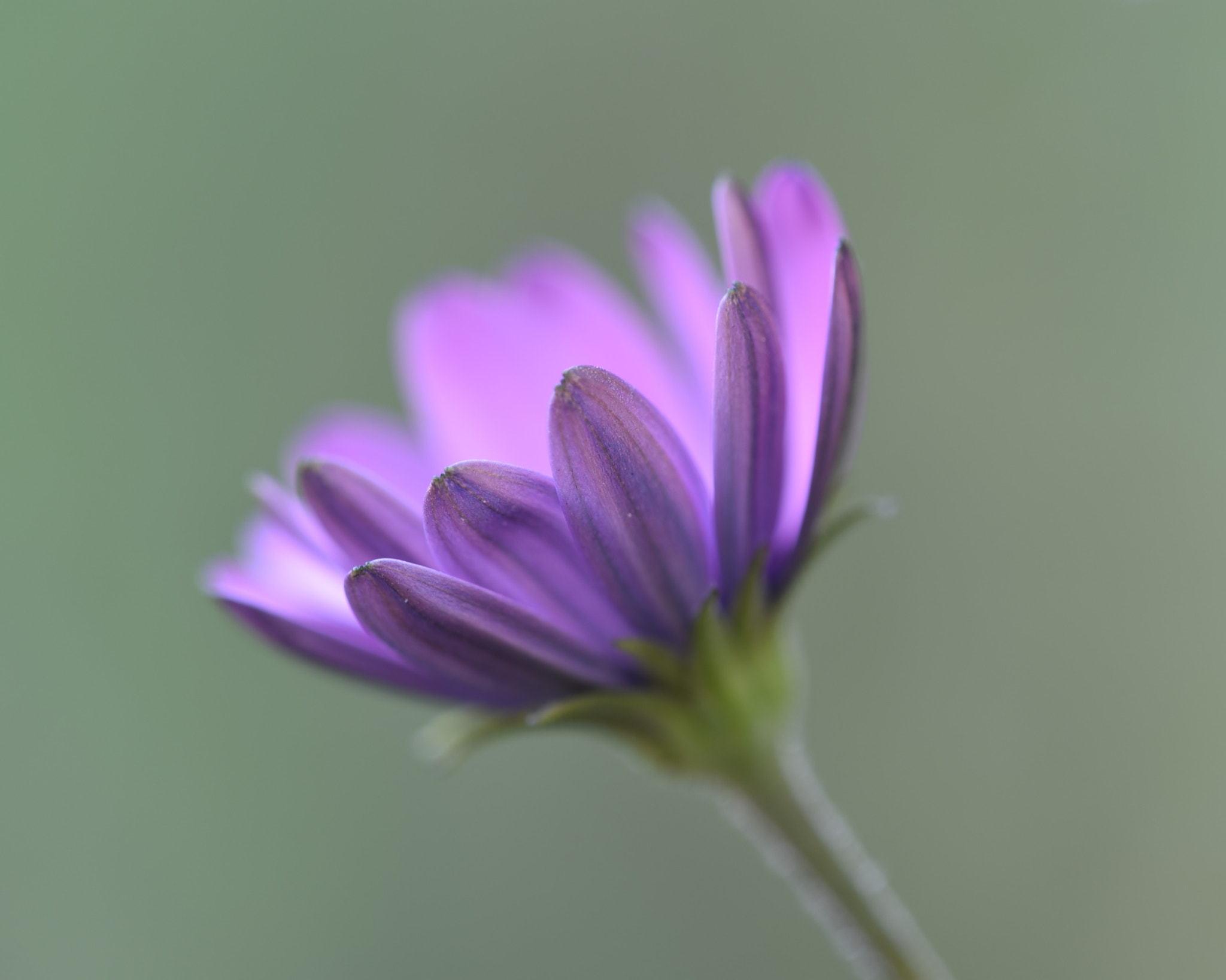 Nikon AF Micro-Nikkor 200mm F4D ED-IF sample photo. Tiny purple flower photography