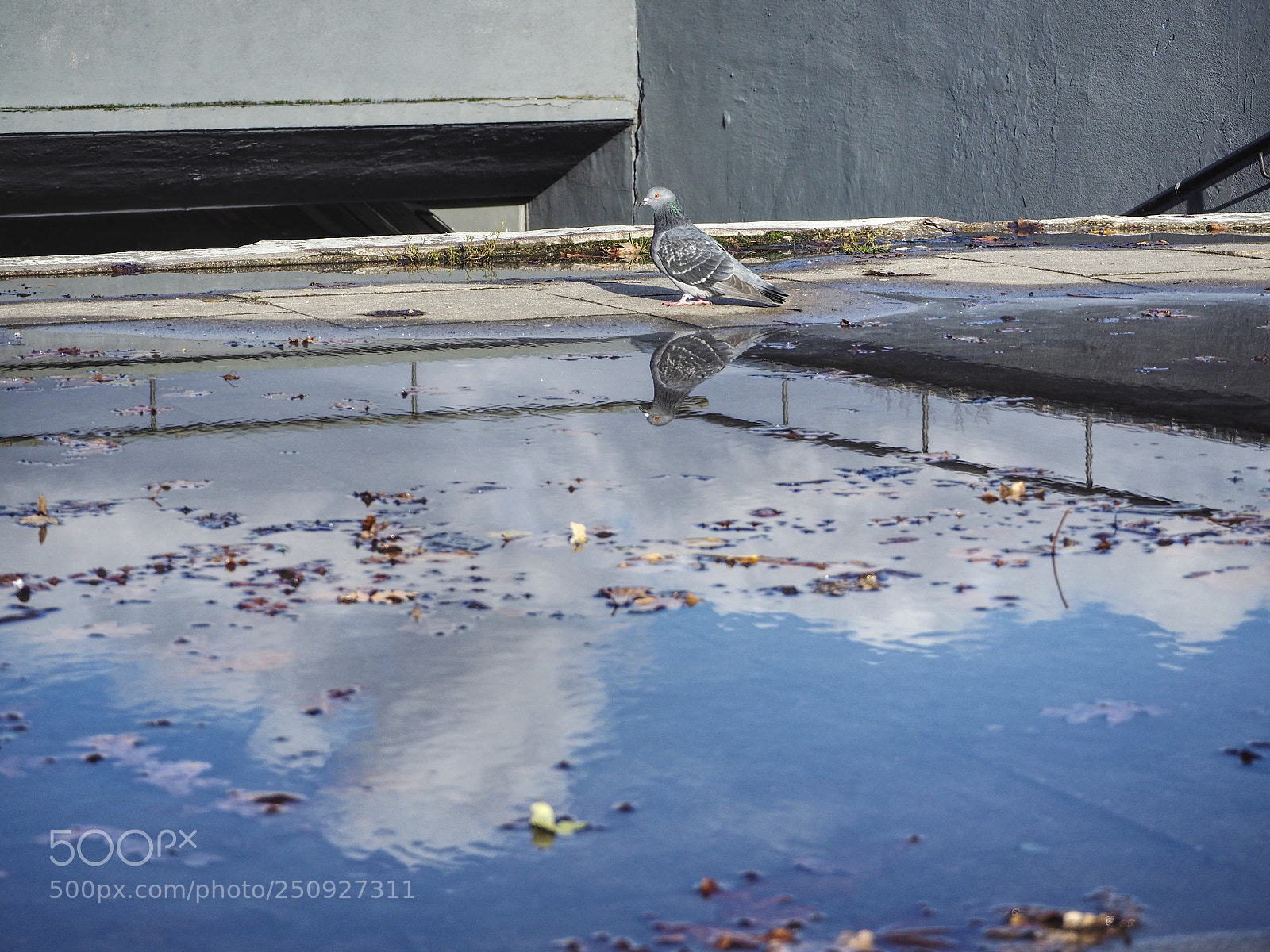 Olympus OM-D E-M5 II sample photo. Inverted photography