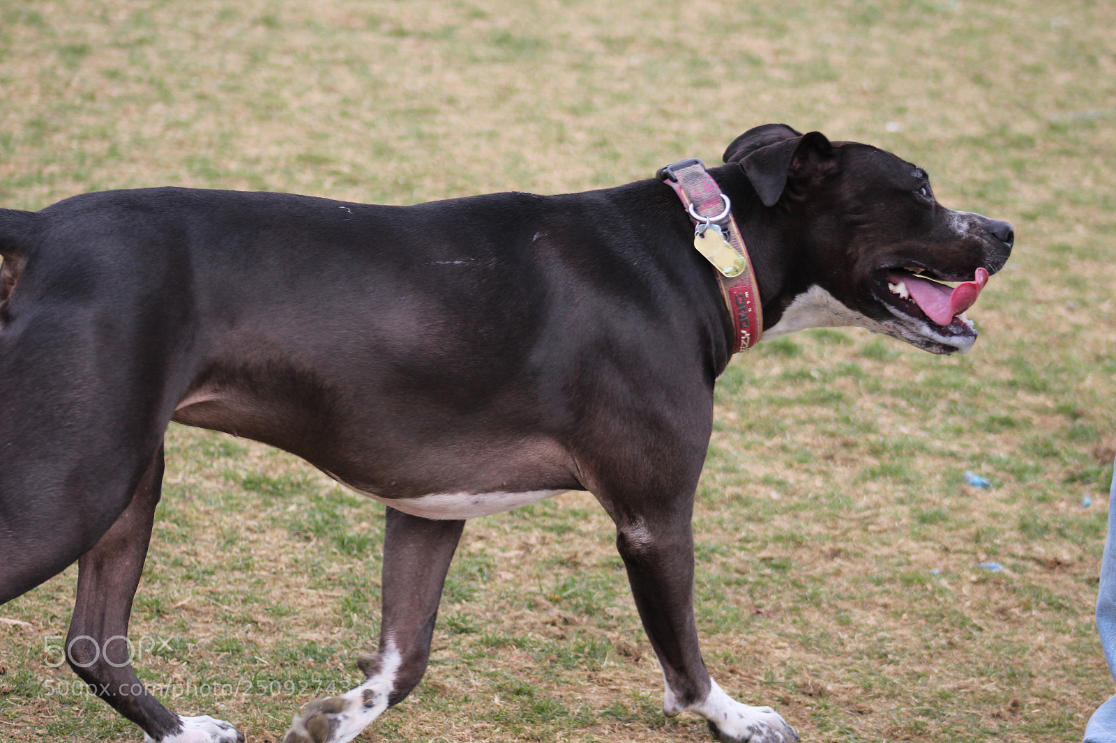 Canon EOS 1300D (EOS Rebel T6 / EOS Kiss X80) sample photo. Black dog photography