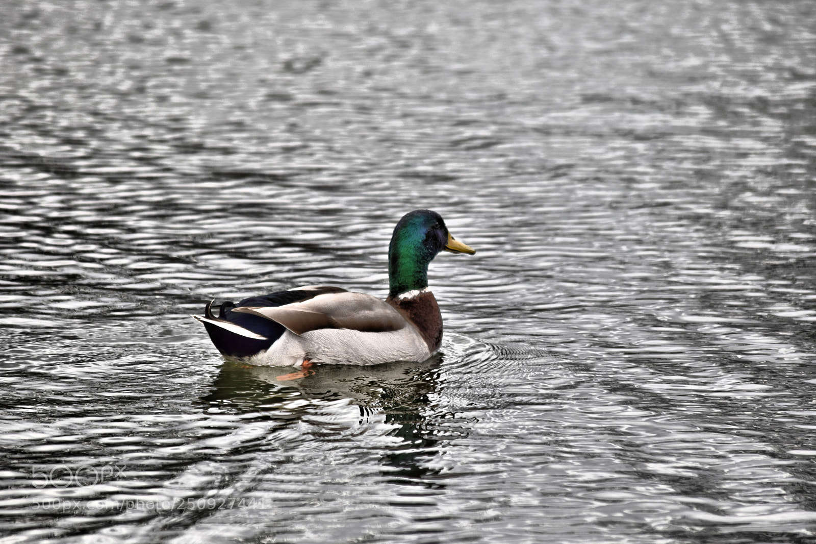 Nikon D3300 sample photo. Lone duck photography