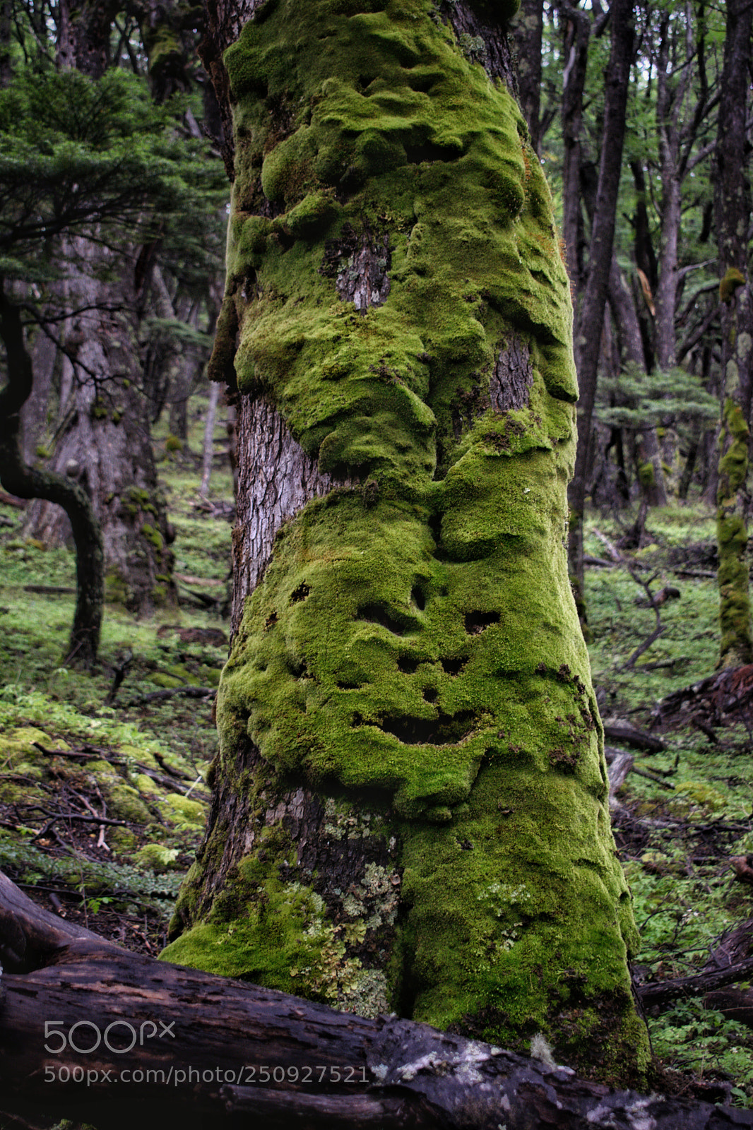 Nikon D5300 sample photo. Mysterious tree photography