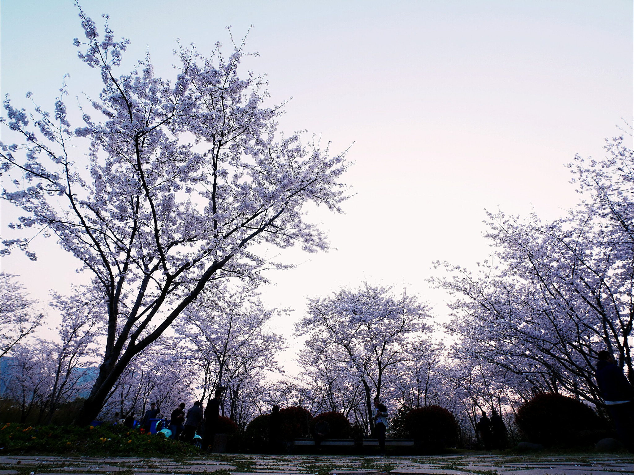 Panasonic Lumix DC-GX850 (Lumix DC-GX800 / Lumix DC-GF9) sample photo. Sakura forest under sunset photography