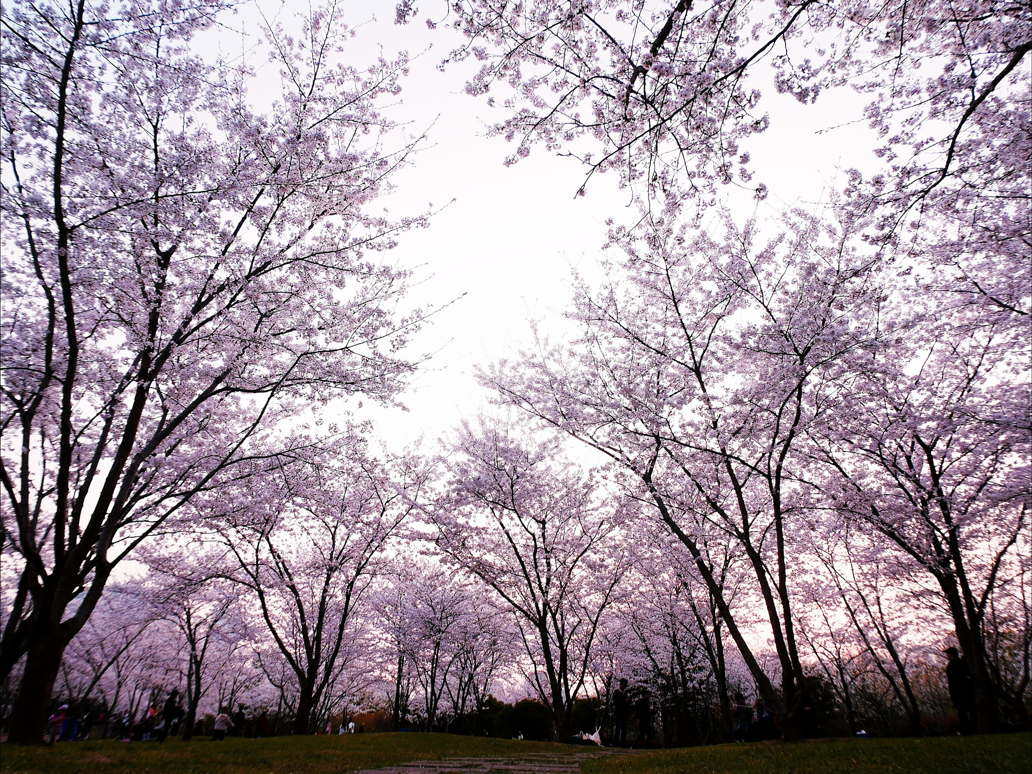 Panasonic Lumix DC-GX850 (Lumix DC-GX800 / Lumix DC-GF9) sample photo. Sakura forest under sunset,2 photography