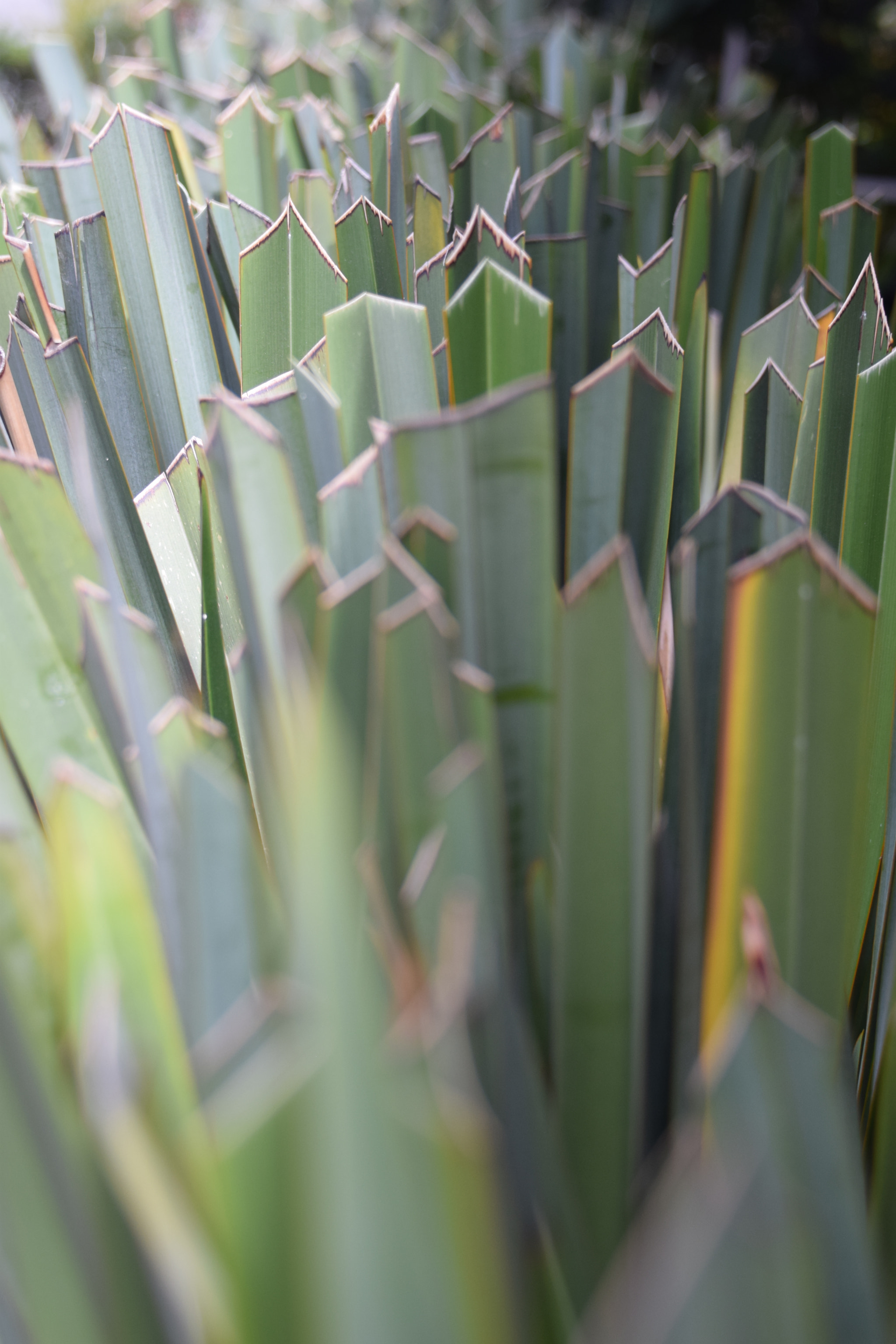 Nikon D3300 sample photo. Jardin photography