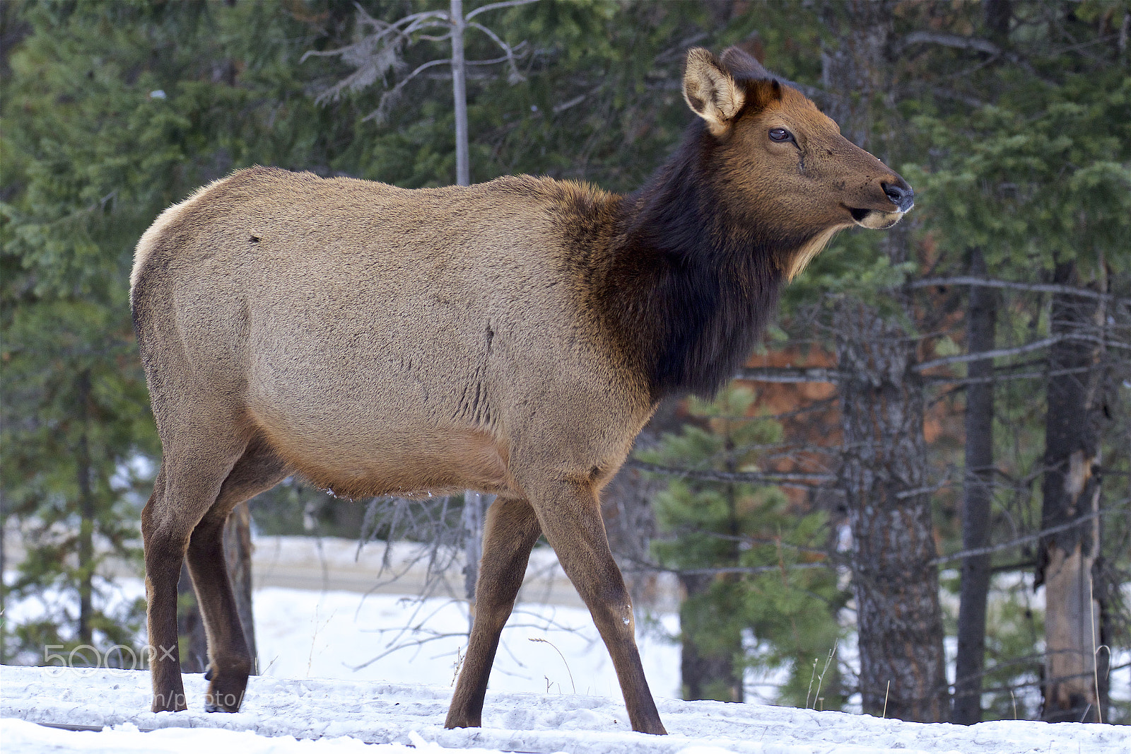 Canon EOS 7D Mark II sample photo. A female elk photography