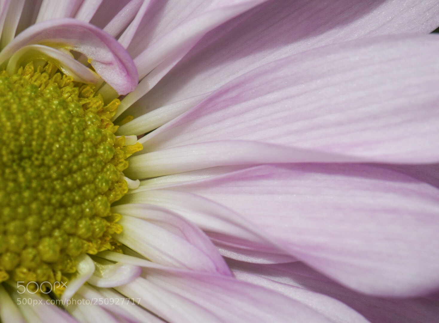 Nikon D5500 sample photo. Just half... photography
