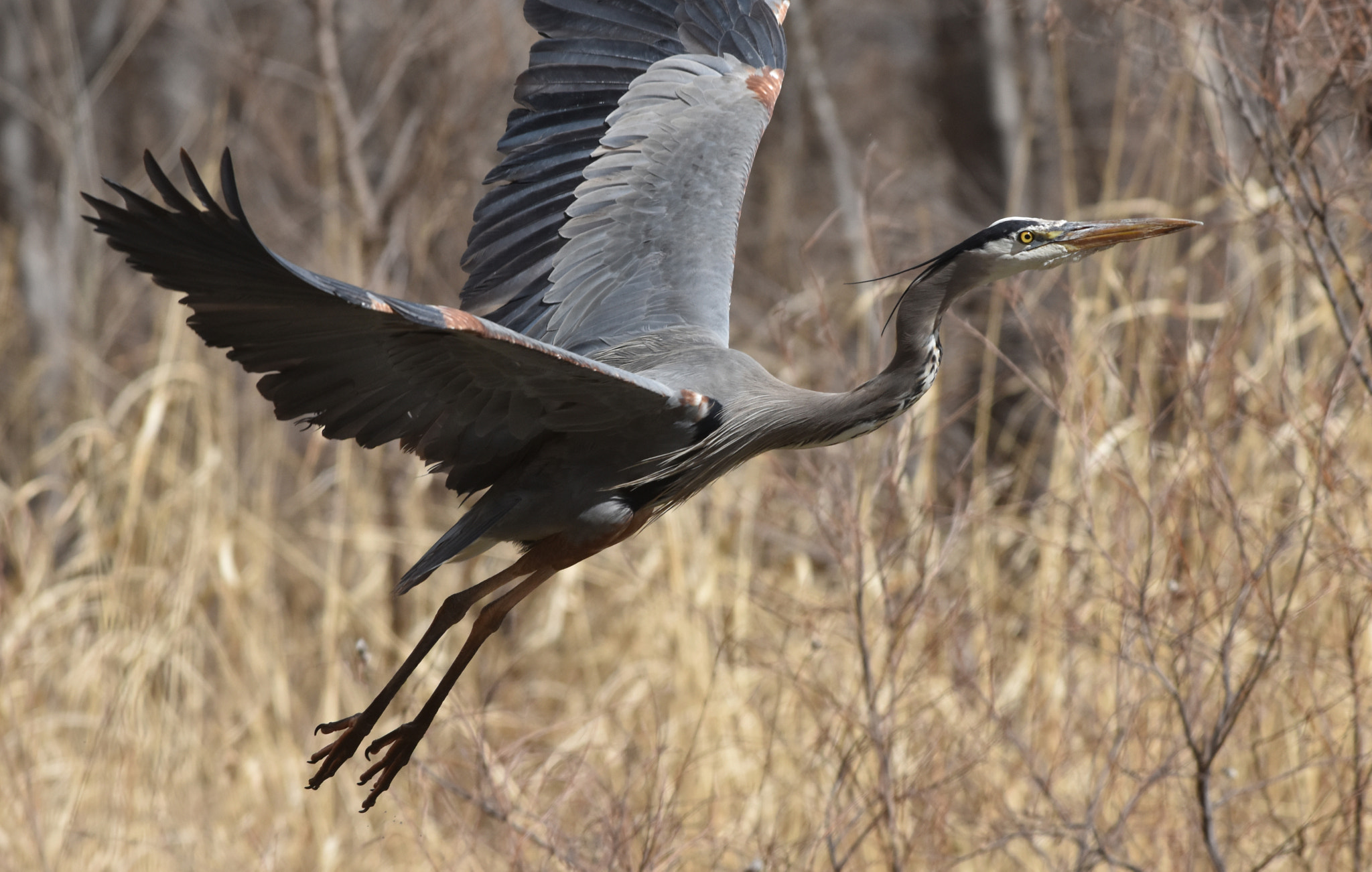 Nikon AF-S Nikkor 70-200mm F4G ED VR sample photo. Great blue getaway photography
