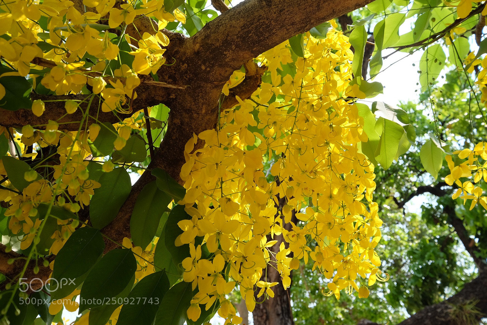 Fujifilm X-T1 sample photo.  golden shower tree  photography