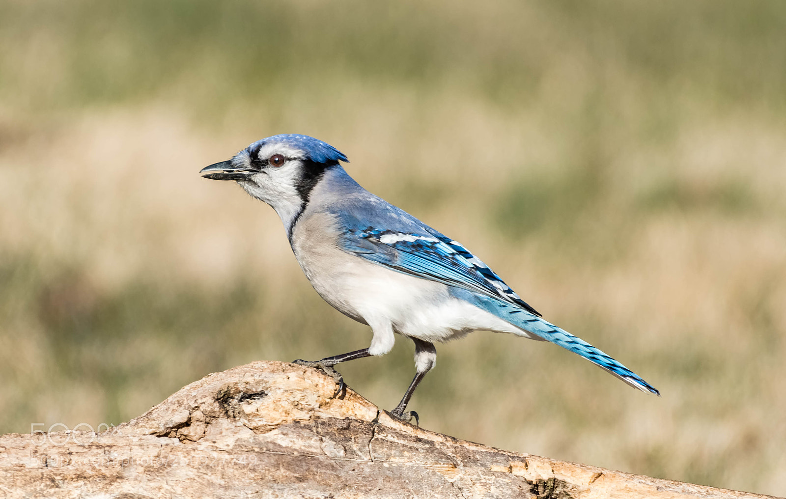 Nikon D500 sample photo. Bluejay photography