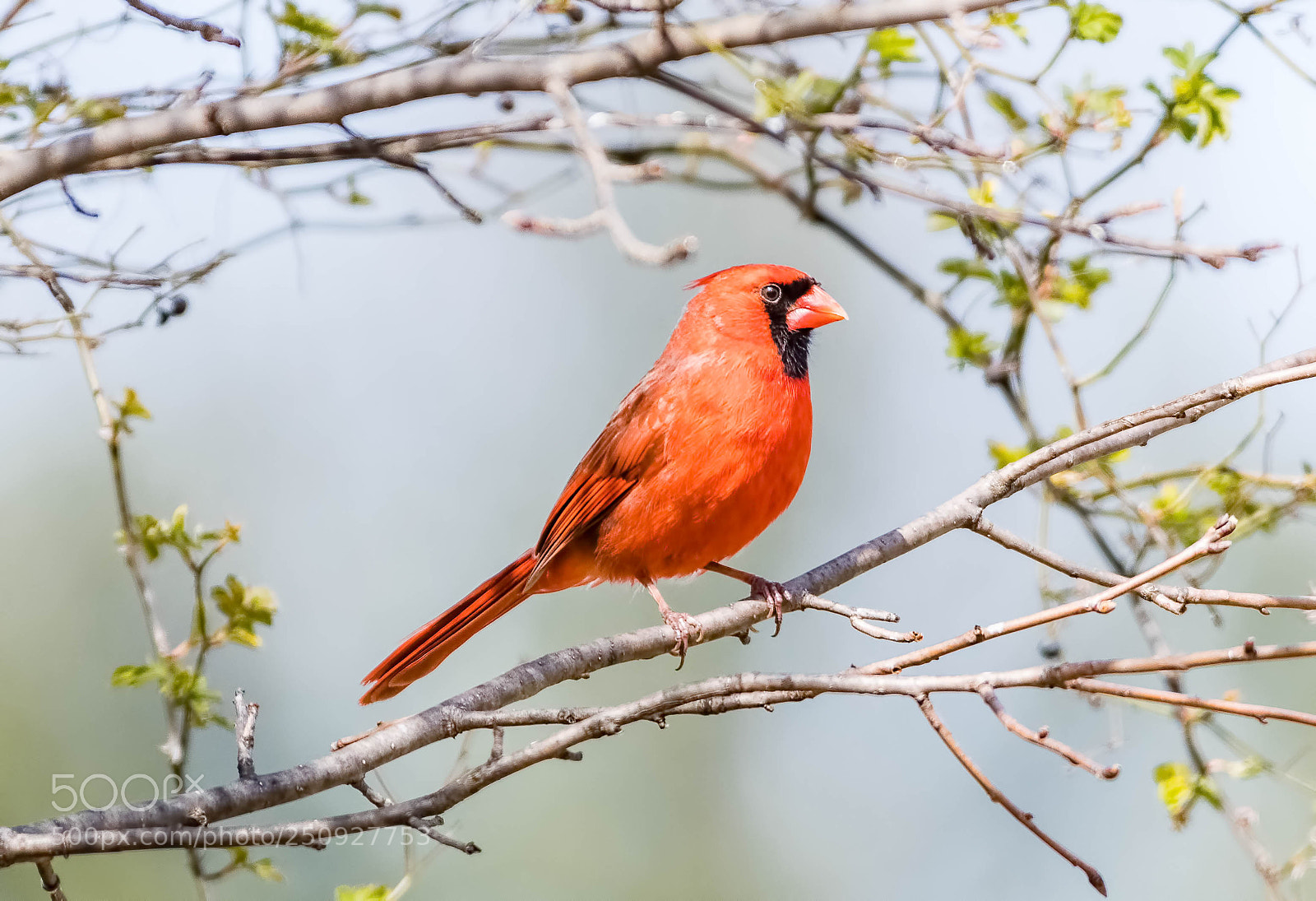 Nikon D500 sample photo. Cardinal, male photography