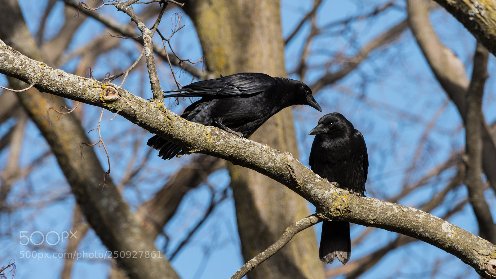 Nikon D500 sample photo. Crows photography