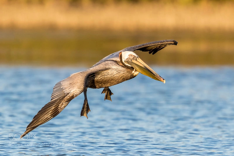 Canon EOS 7D Mark II sample photo. Brown pelican photography