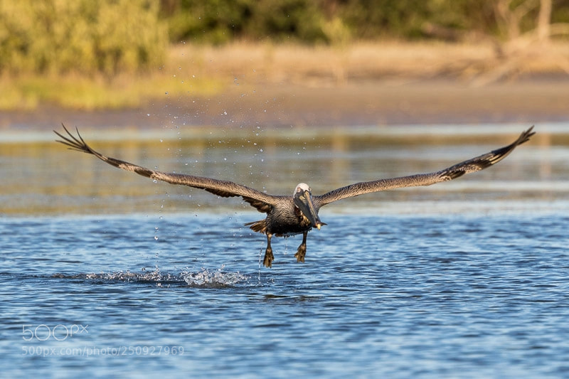 Canon EOS 7D Mark II sample photo. Pelican taking off photography