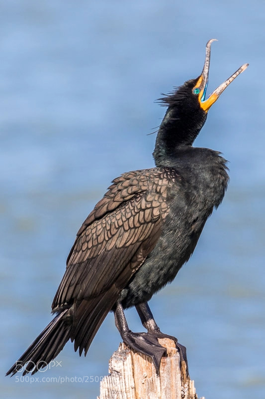 Canon EOS 7D Mark II sample photo. Cormorant pose photography