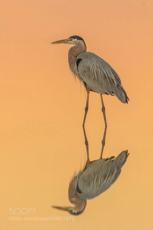 Canon EOS 7D Mark II sample photo. Great blue heron at photography