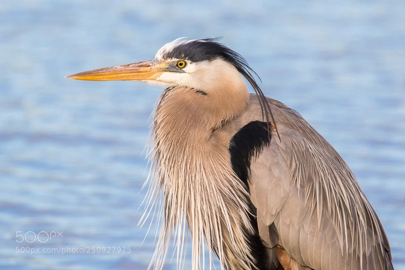 Canon EOS 7D Mark II sample photo. Great blue heron, estero photography