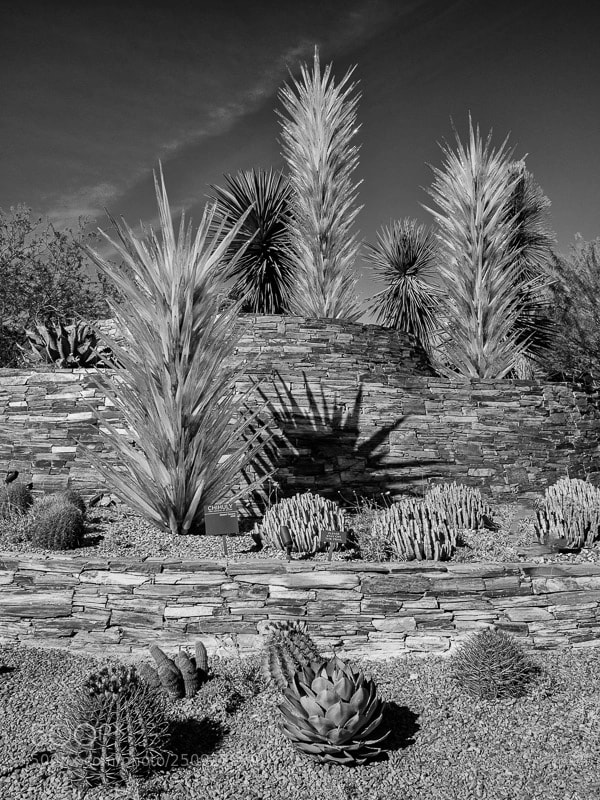 Olympus OM-D E-M10 II sample photo. Chihuly glass and cactus photography