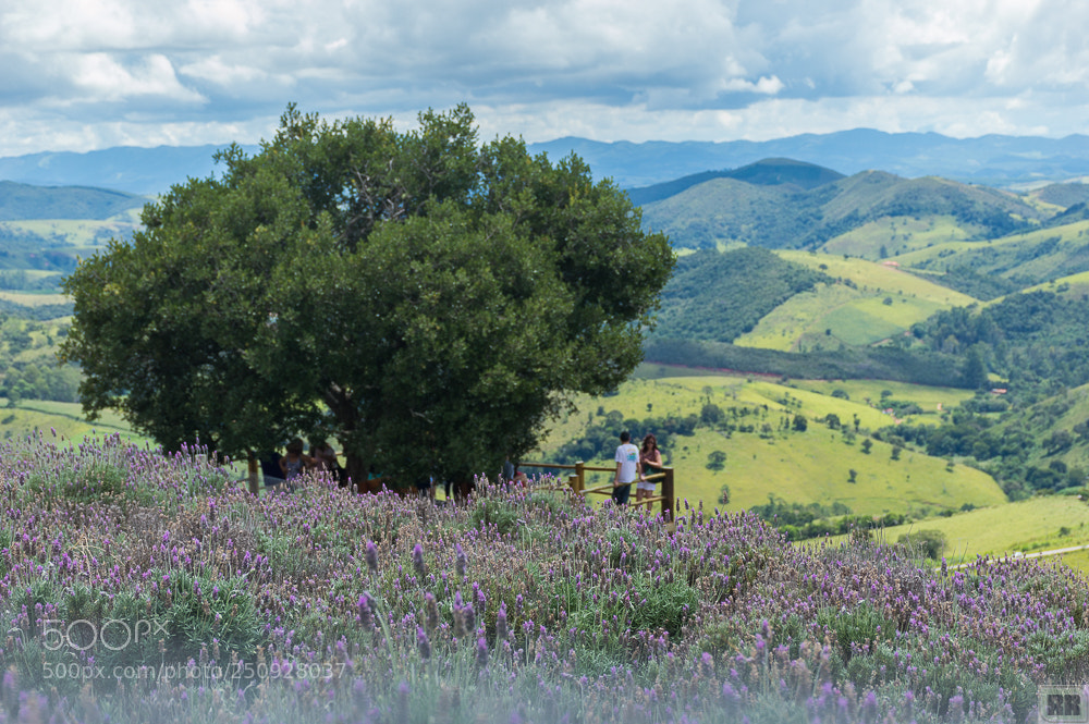 Nikon D3200 sample photo. Field of lavender photography