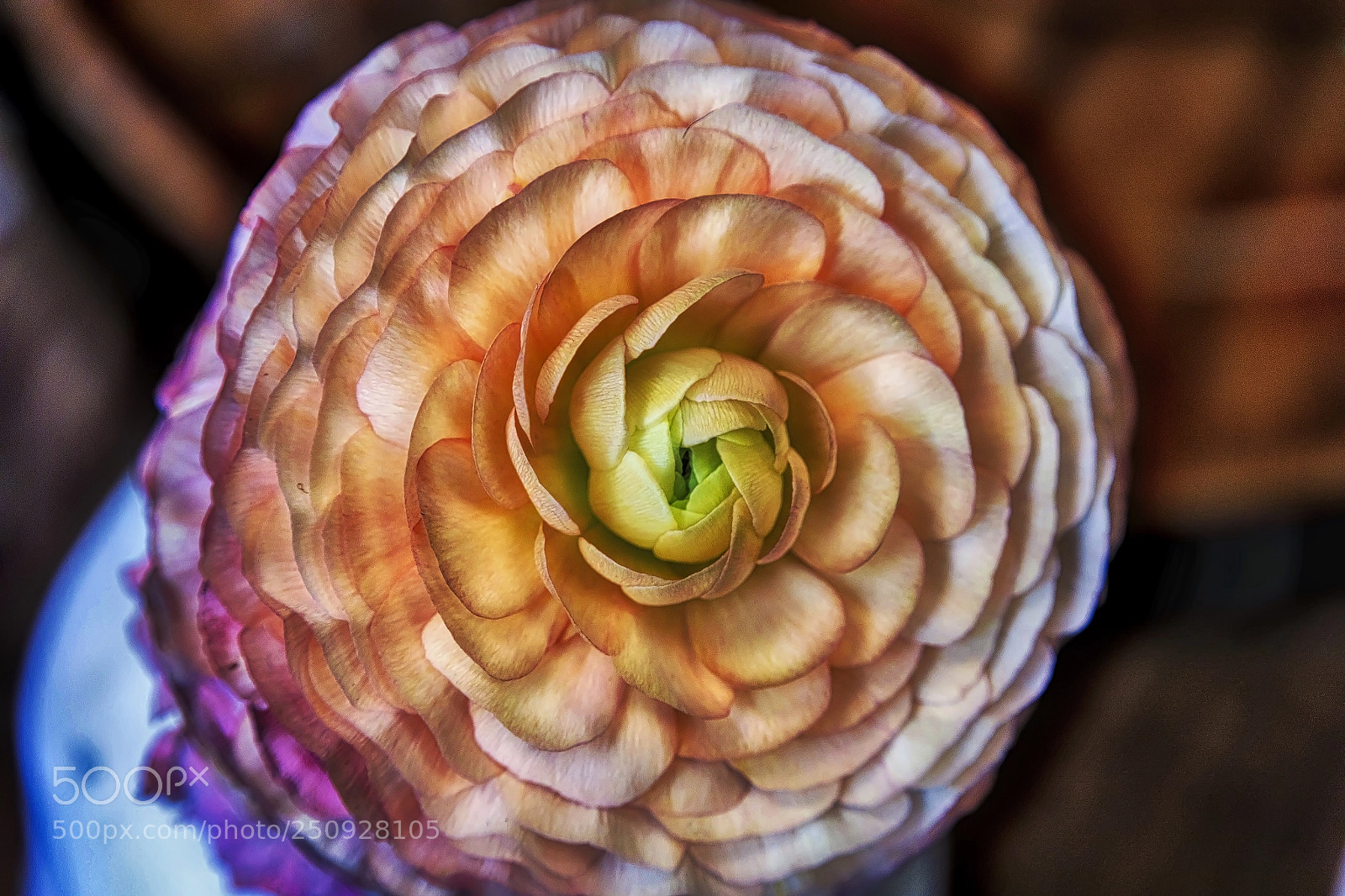 Canon EOS 5D Mark IV sample photo. Circular splendor ii photography