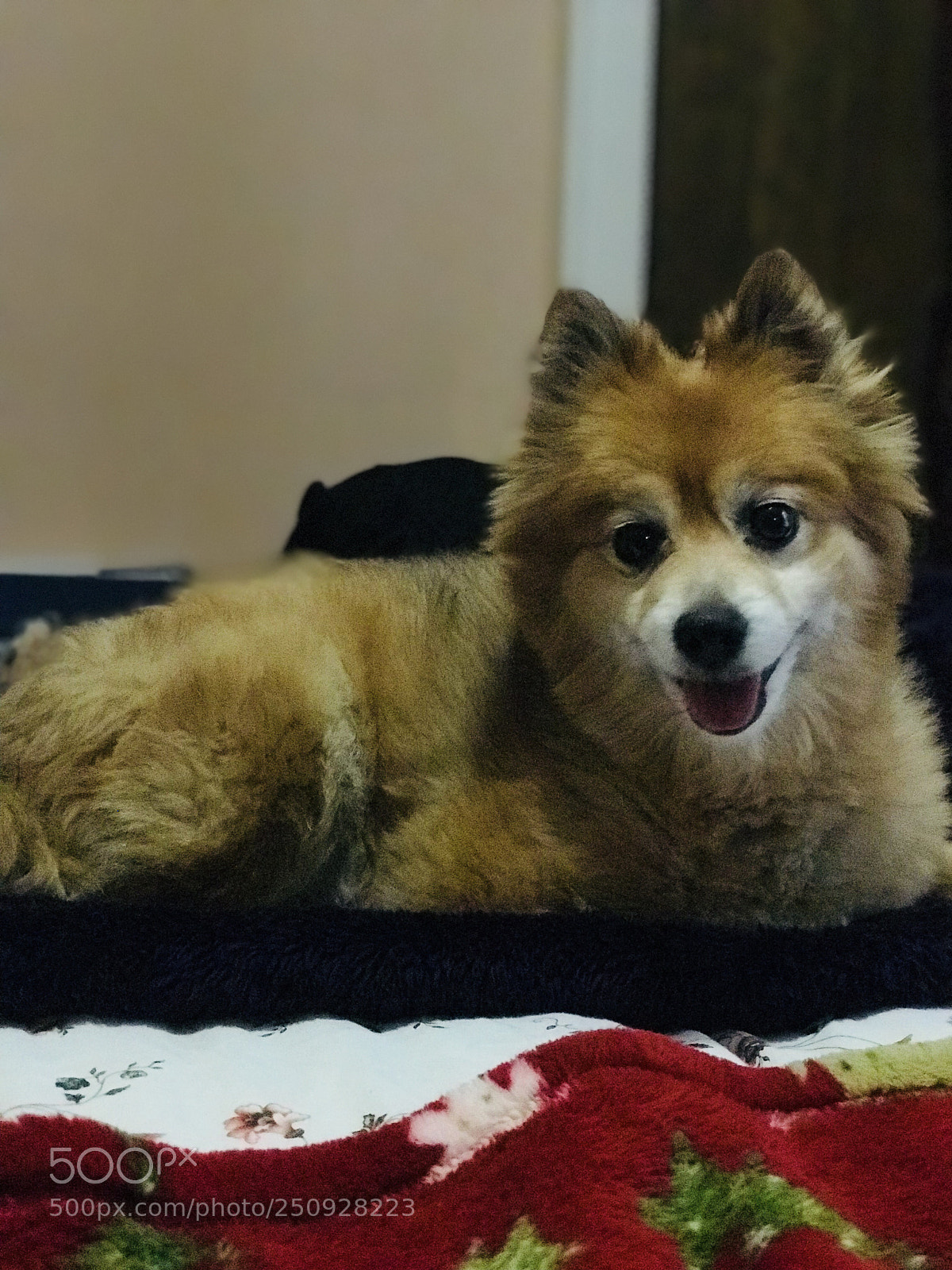 Apple iPhone 7 Plus sample photo. Chewy❤️ photography