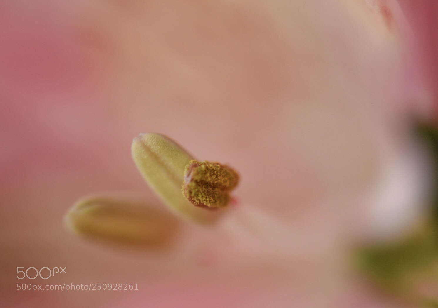 Nikon D5500 sample photo. Nature closeup photography