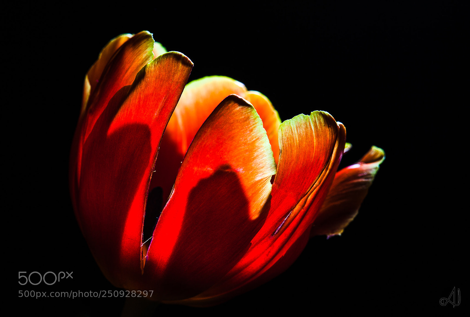Canon EOS 5D Mark II sample photo. Red photography
