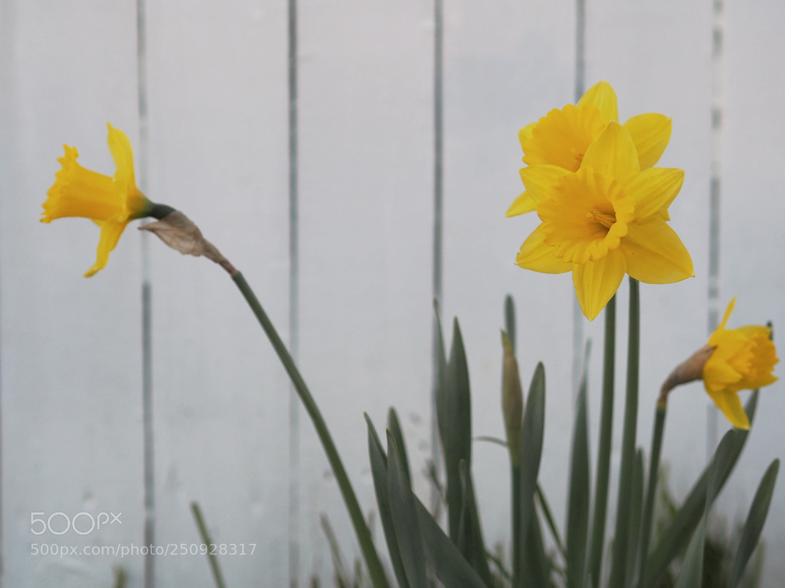 Olympus OM-D E-M10 sample photo. Daffodils and fence photography
