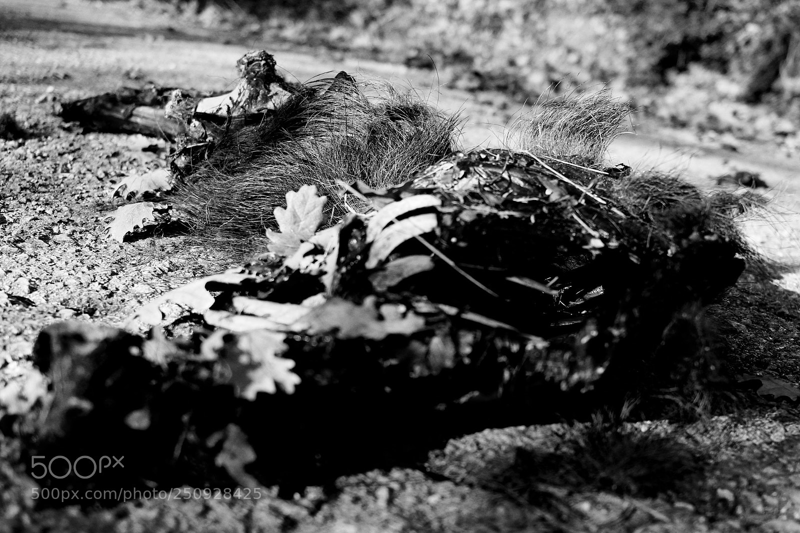 Canon EOS 1200D (EOS Rebel T5 / EOS Kiss X70 / EOS Hi) sample photo. Dead boar photography