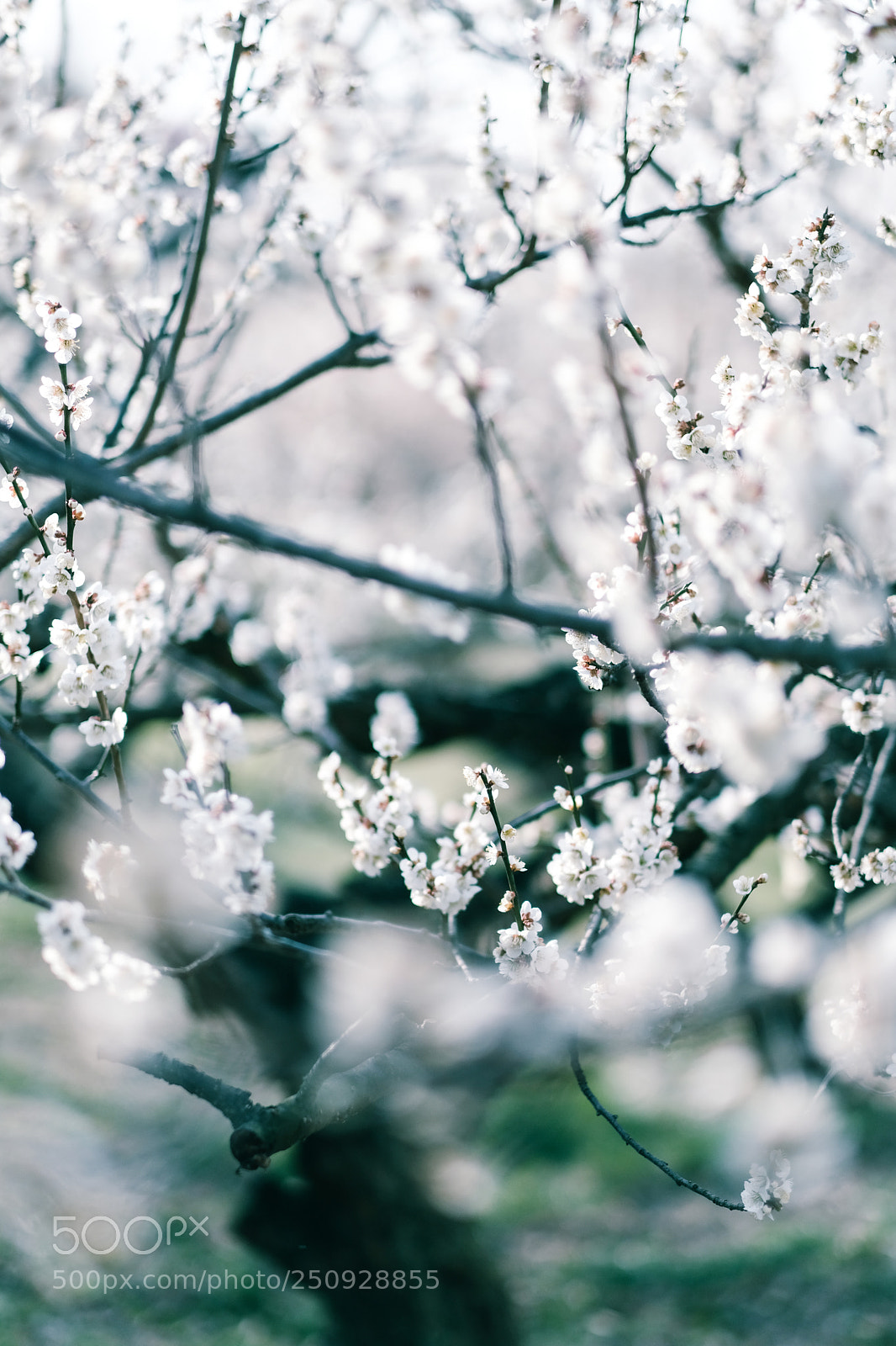 Fujifilm X-Pro2 sample photo. Spring. photography