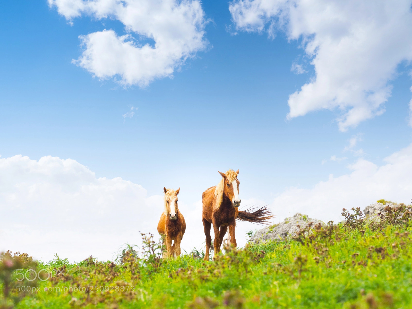 Olympus OM-D E-M1 Mark II sample photo. Horse in yonaguni island photography