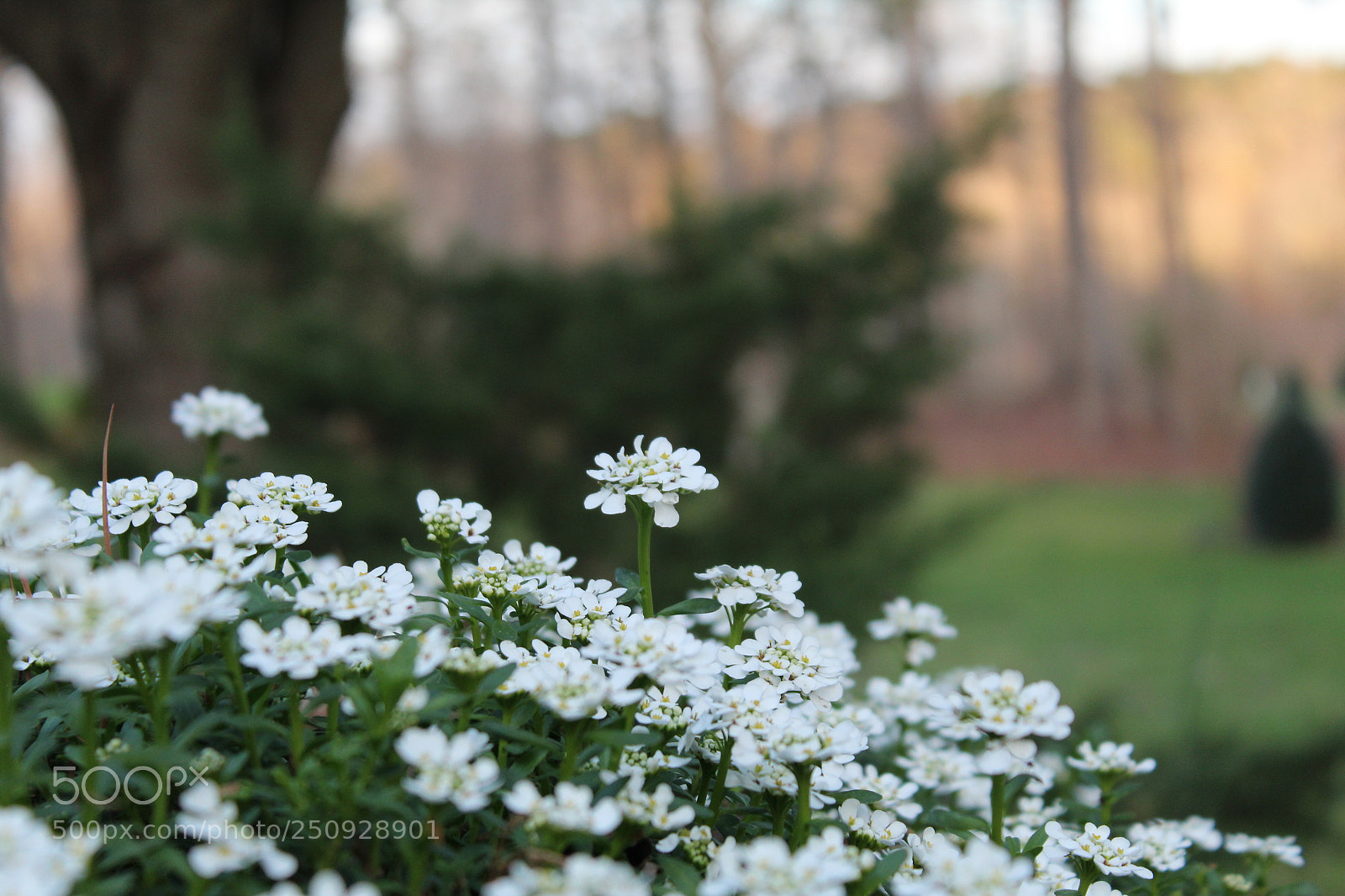 Canon EOS 1200D (EOS Rebel T5 / EOS Kiss X70 / EOS Hi) sample photo. Peace photography