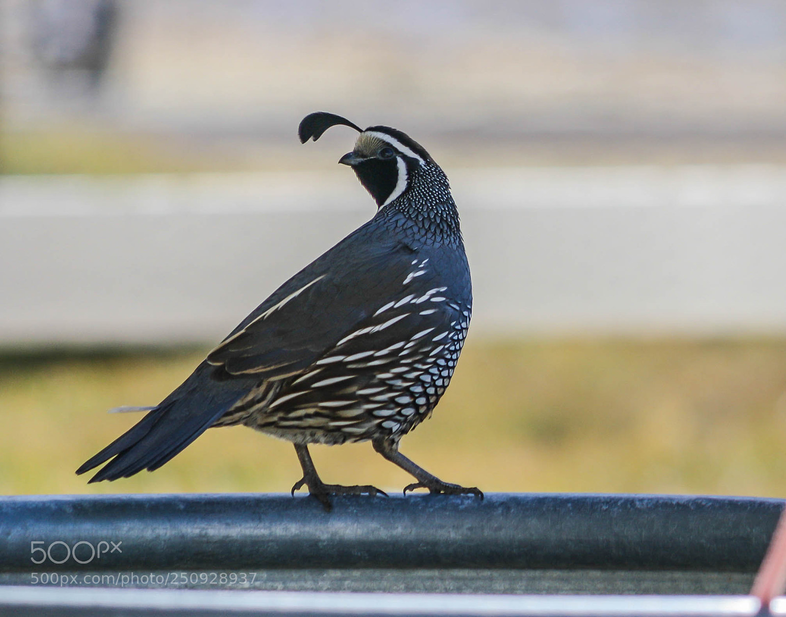 Canon EOS 1000D (EOS Digital Rebel XS / EOS Kiss F) sample photo. Quail photography