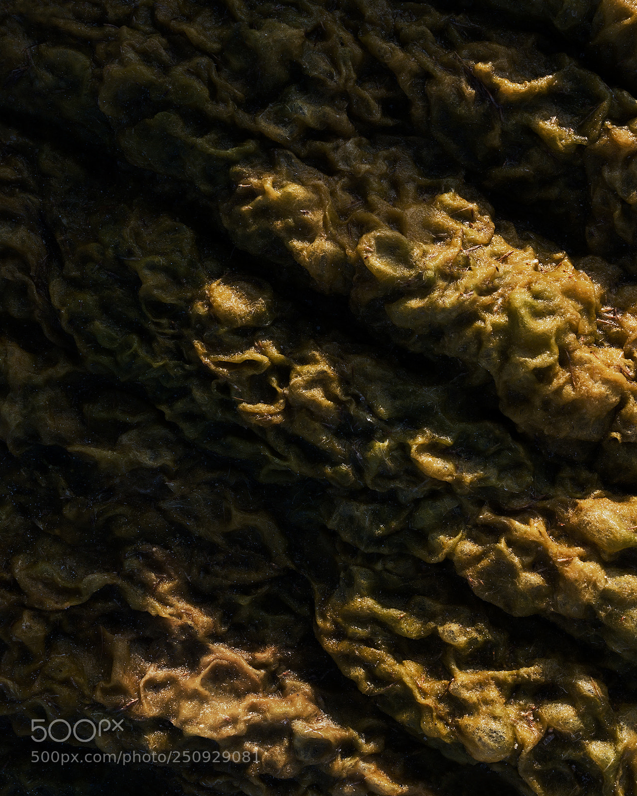 Nikon D800 sample photo. Reptilian photography