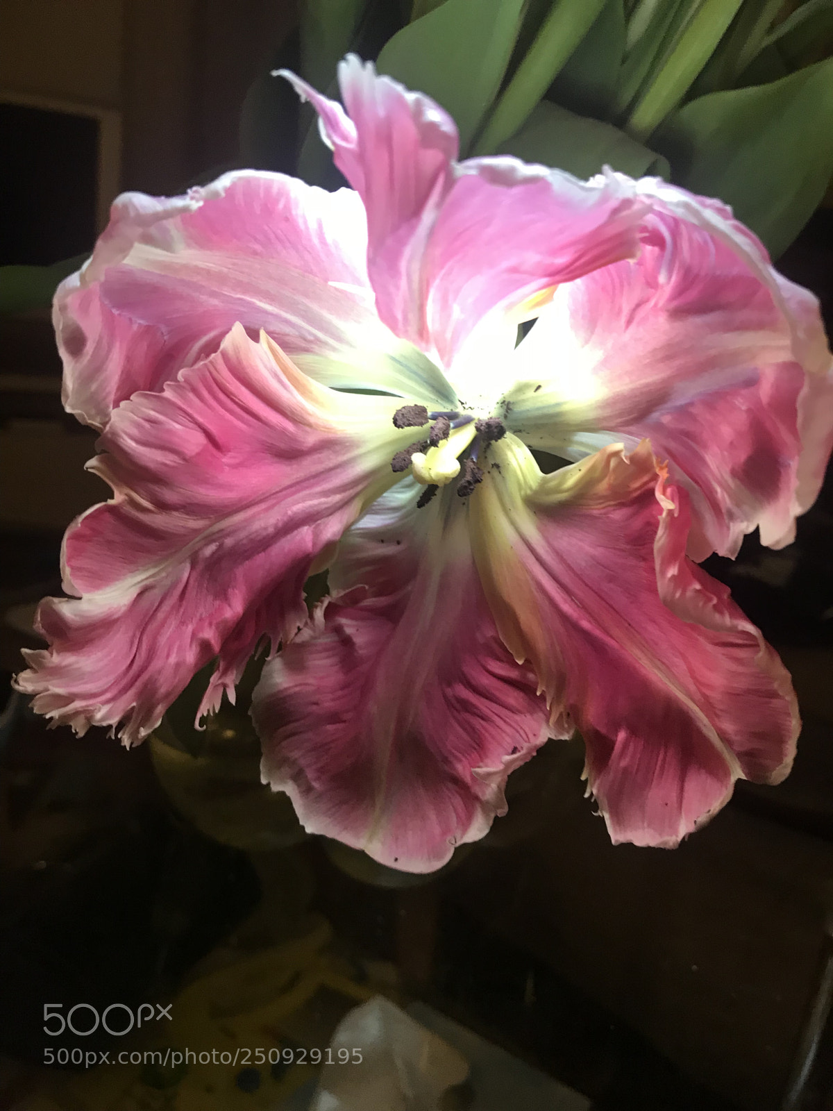 Apple iPhone 7 sample photo. Pink tulip photography