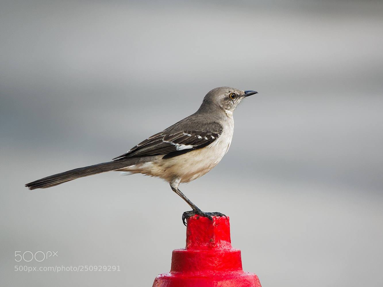 Sony Cyber-shot DSC-RX10 III sample photo. Northern mockingbird in profile photography