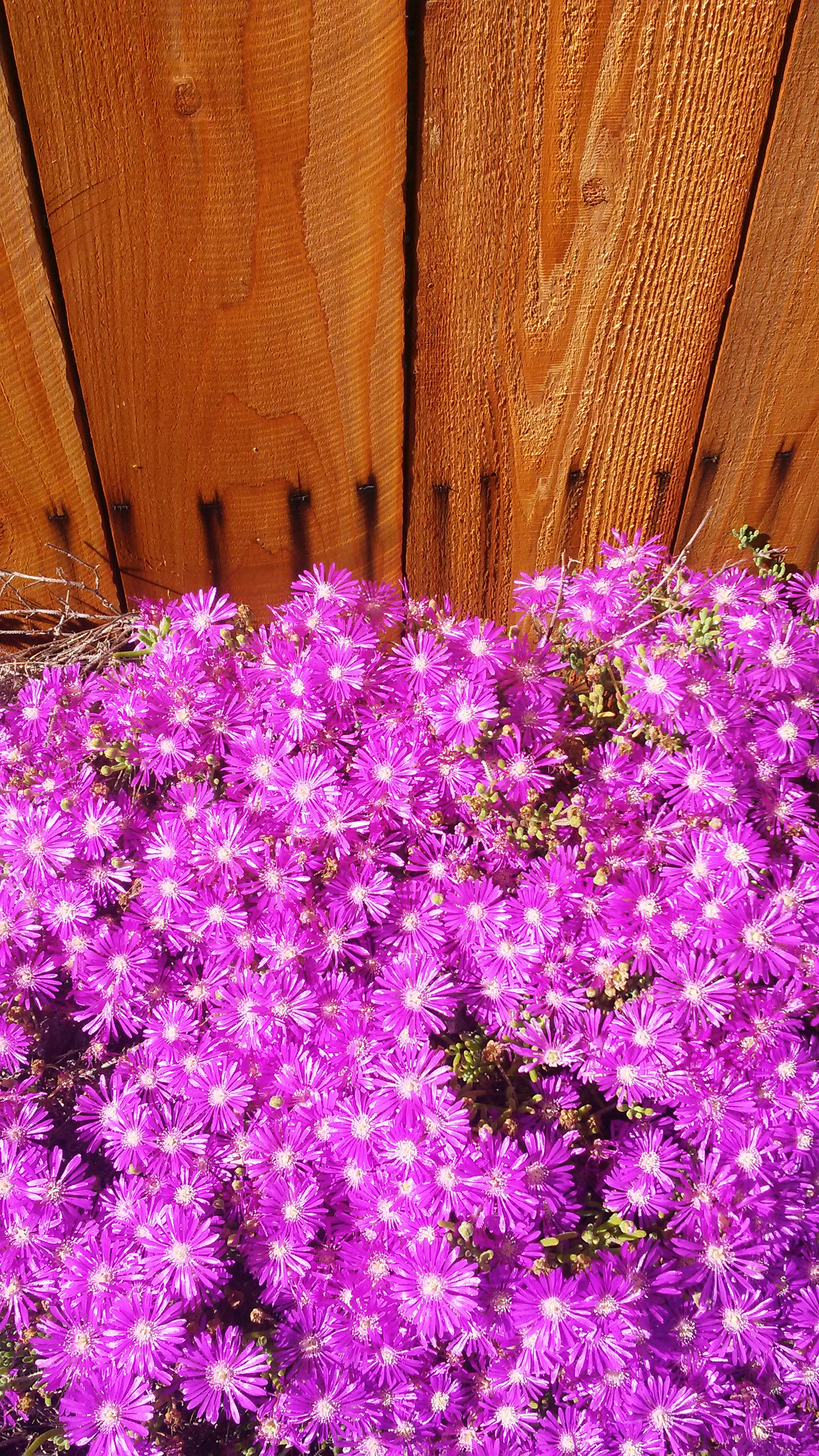 LG X POWER sample photo. Color a primavera... photography