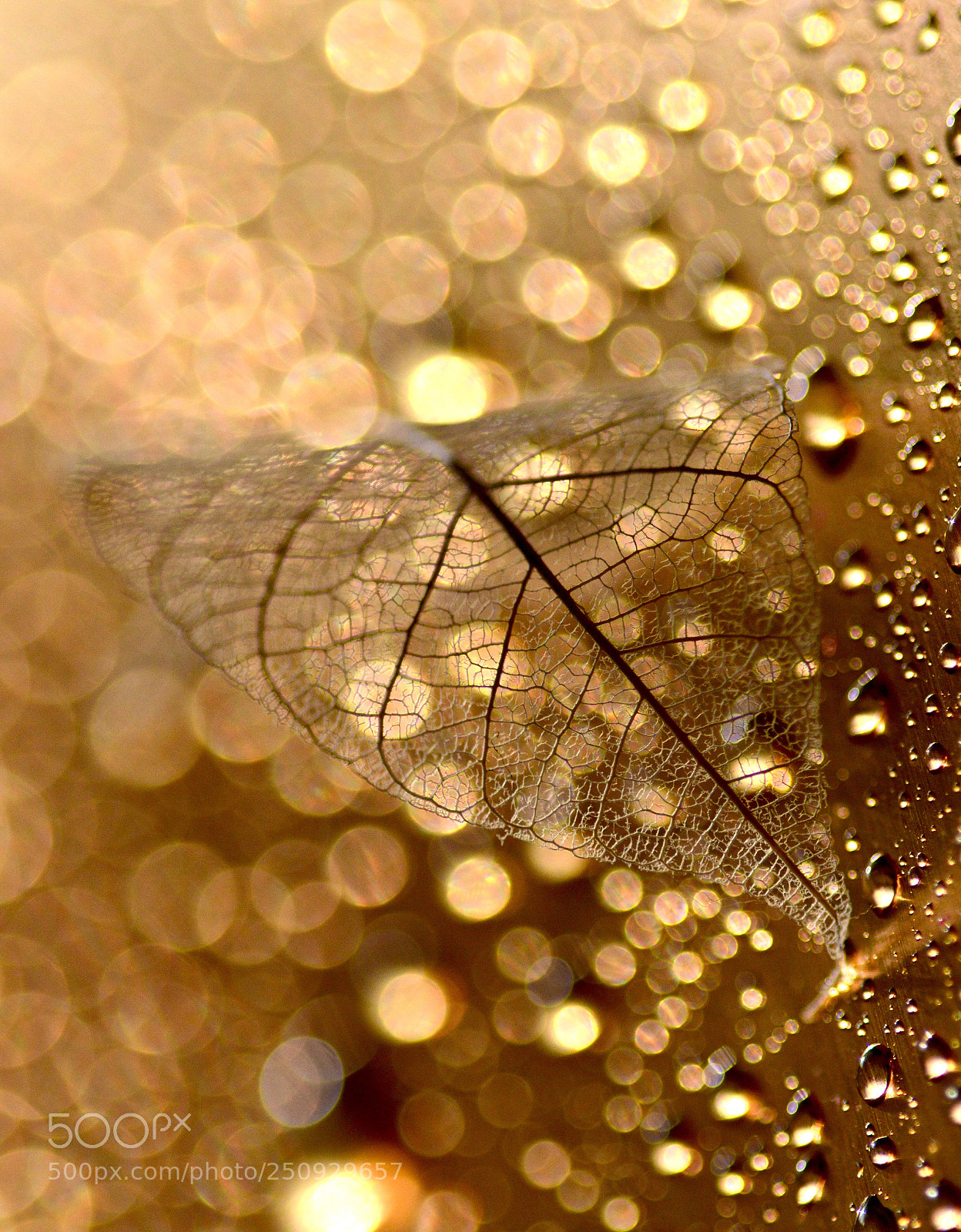 Nikon D3200 sample photo. Sunny rain.... photography