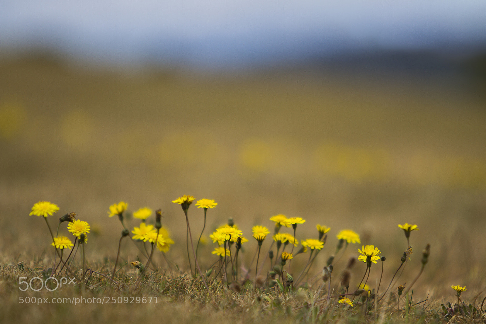 Canon EOS 7D sample photo. Dandelions on the stop photography
