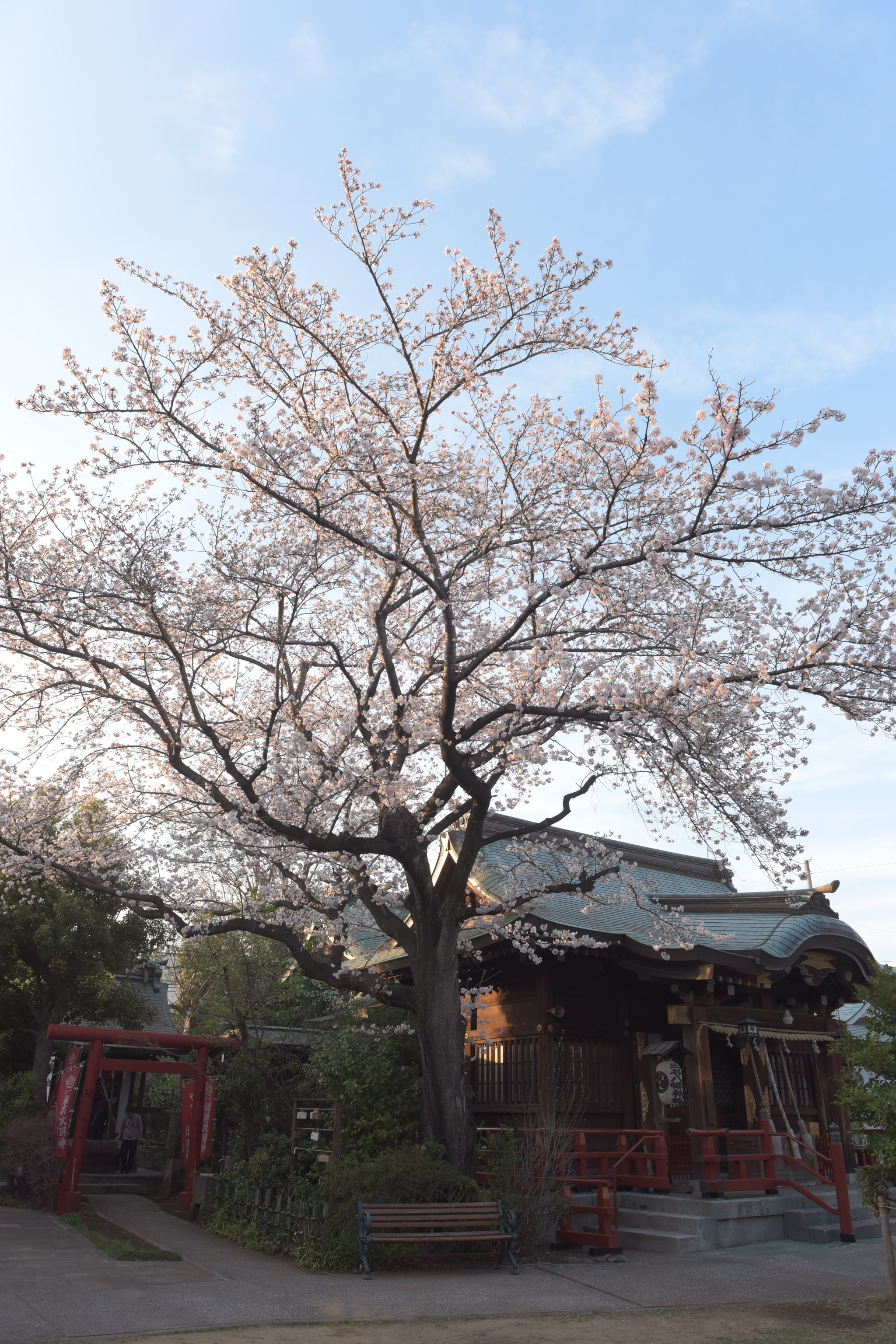 Nikon AF-S Nikkor 24-70mm F2.8G ED sample photo. Sakura photography