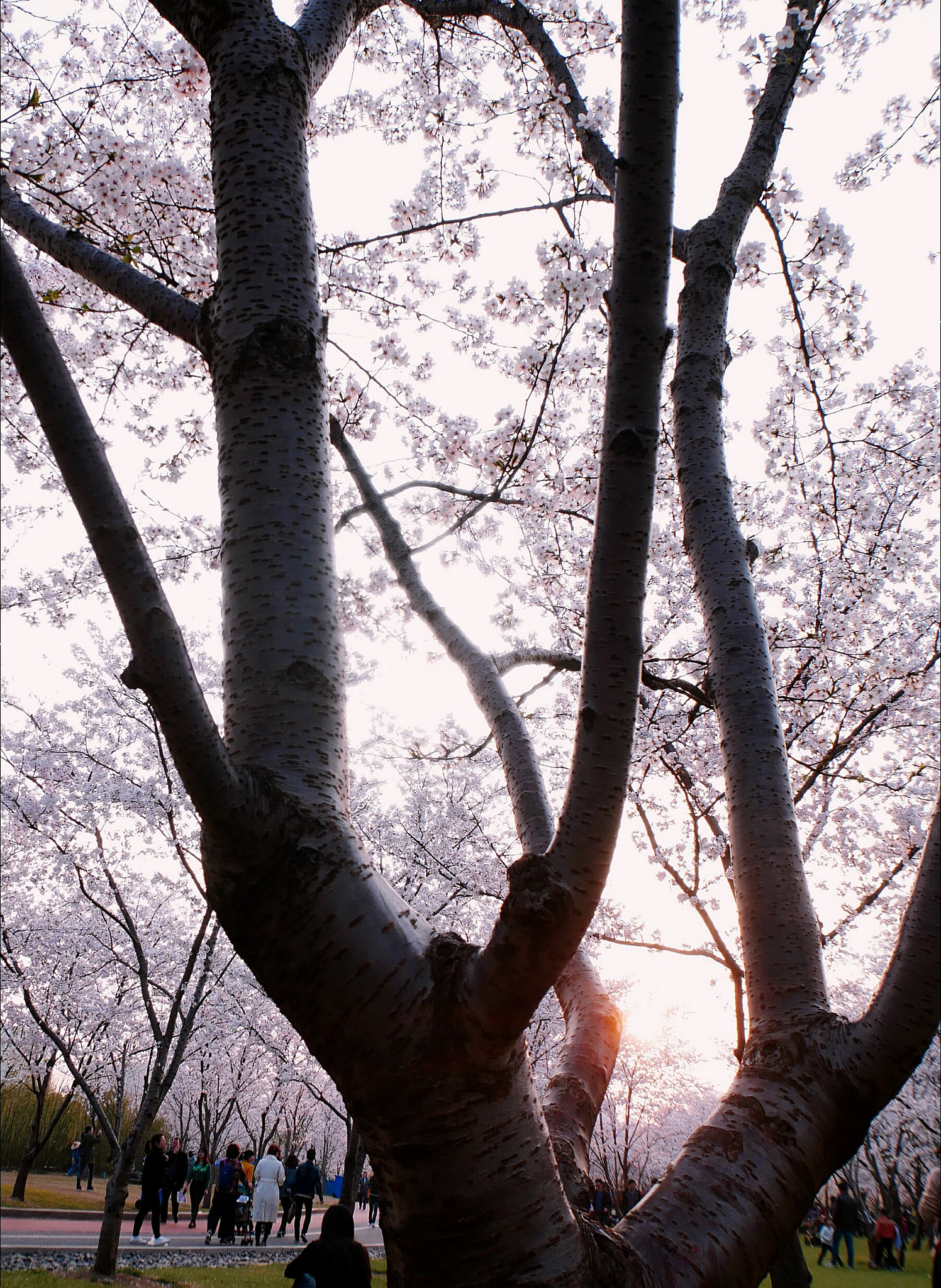 Panasonic Lumix DC-GX850 (Lumix DC-GX800 / Lumix DC-GF9) sample photo. Sakura trees photography