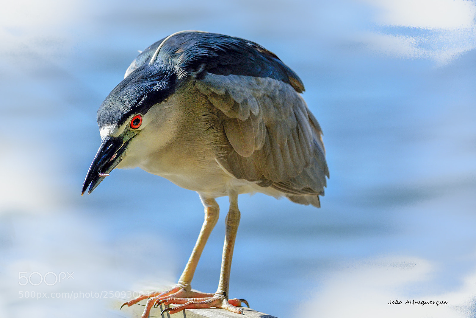 Nikon D5200 sample photo. Striated heron (socó) photography