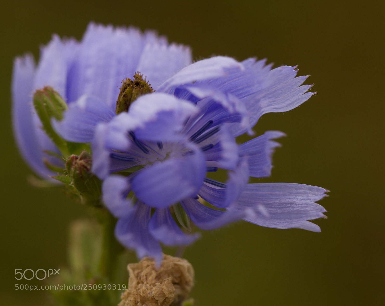 Canon EOS 7D sample photo. Little shy photography