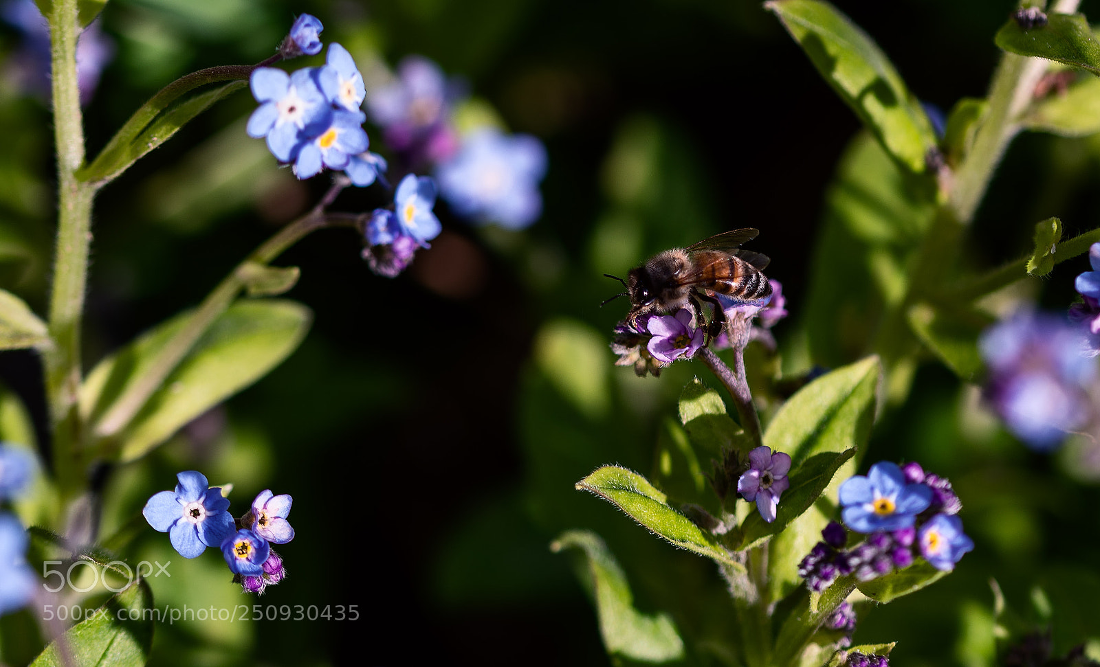 Nikon D850 sample photo. Close-up of a bee photography