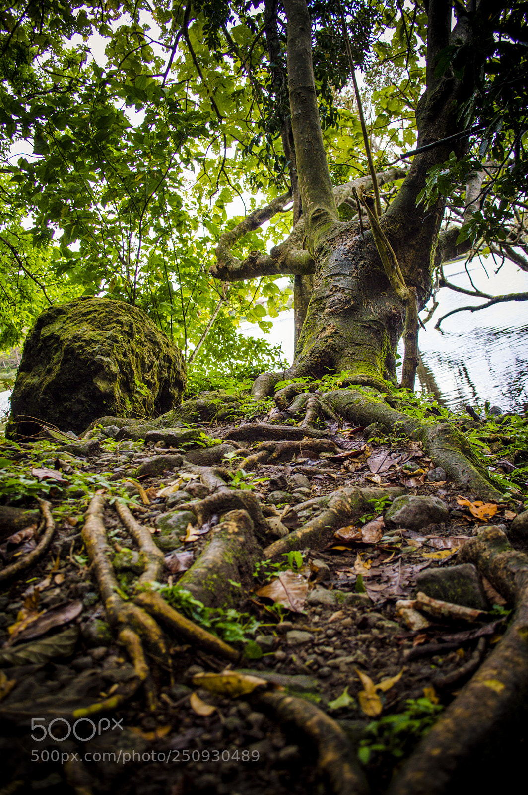 Nikon D3200 sample photo. Where the roots are photography